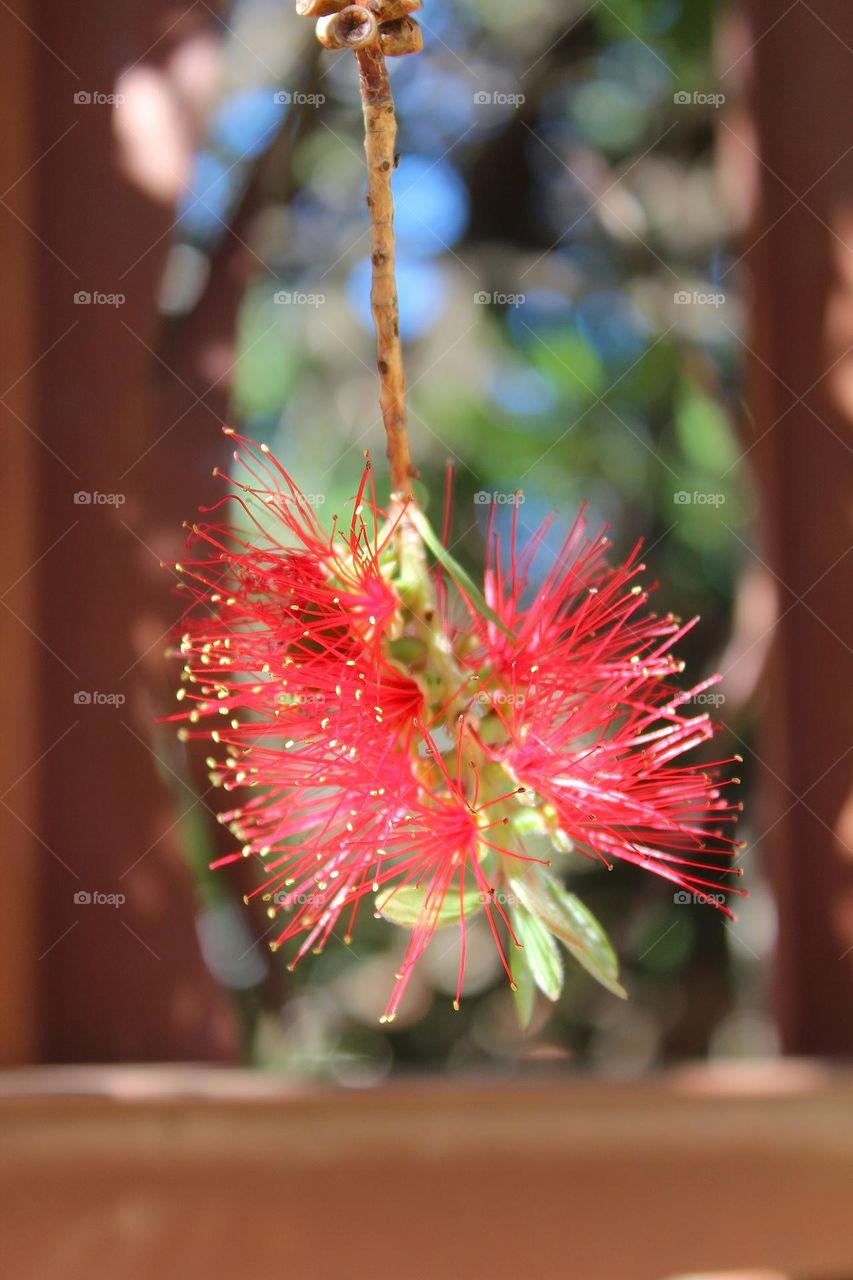 Red brush flower 