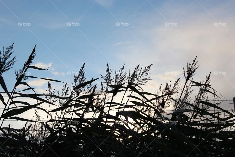 Silhouette of crop