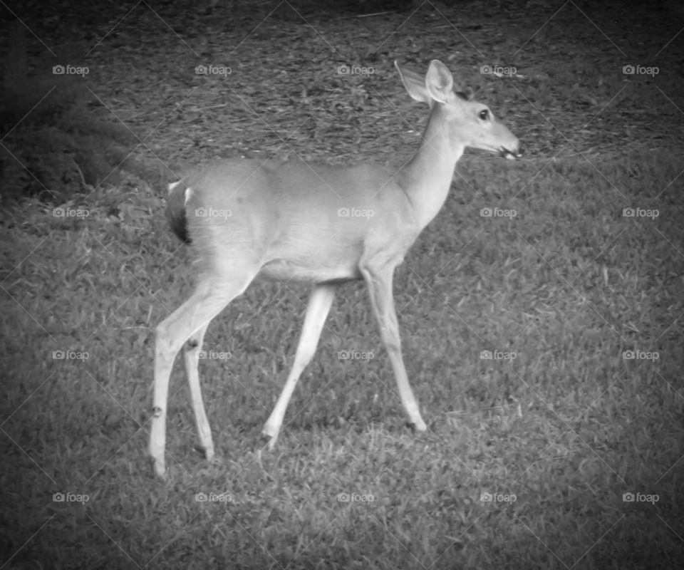 white tail deer grayscale