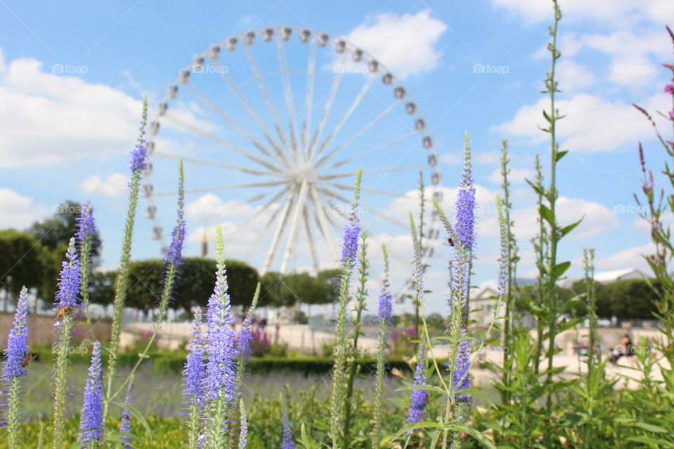 wheel of Paris and the flowers of the park in front of the wheel.