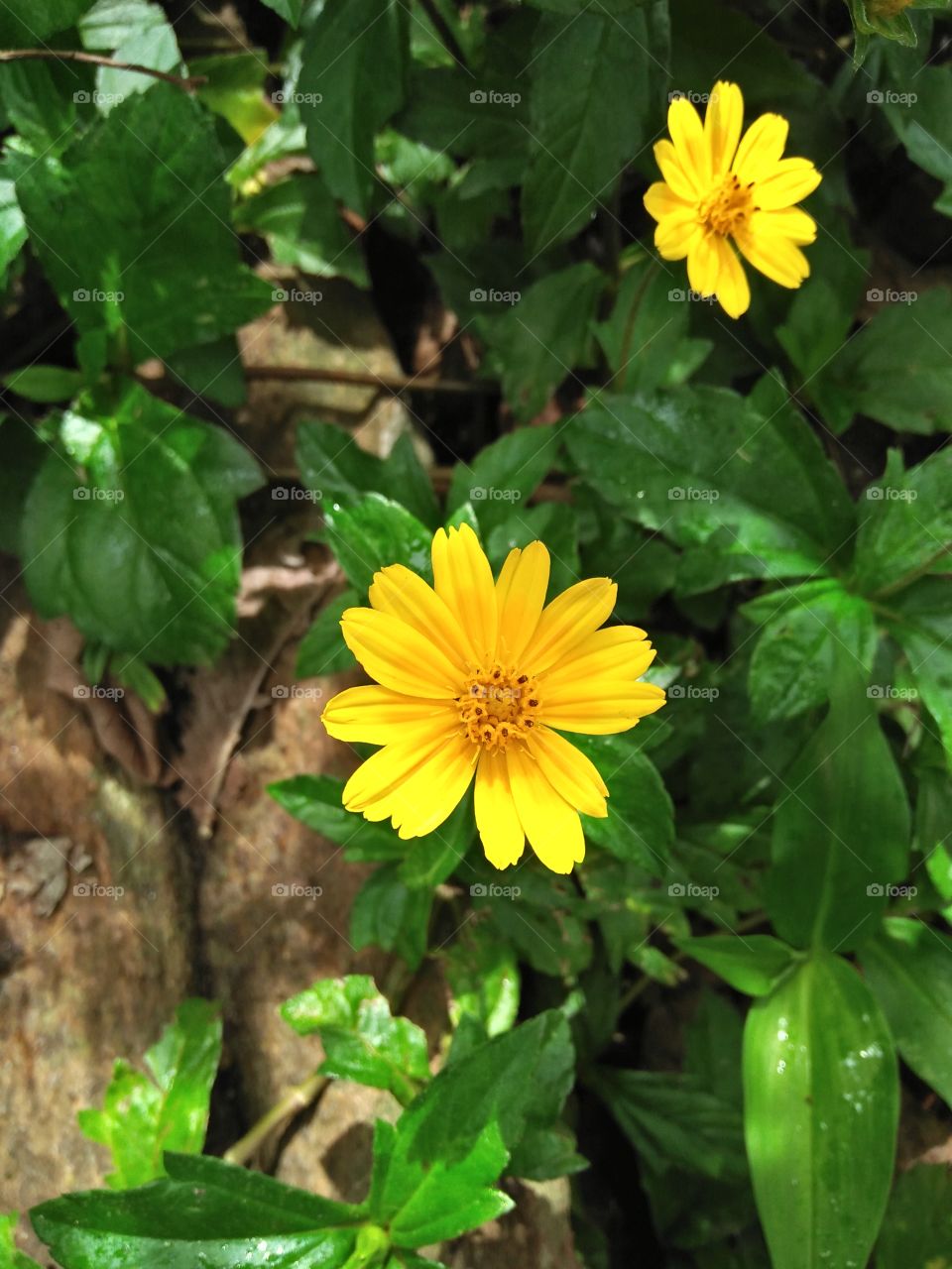 the most  beautiful  yellow  colour  flowers  in my  garden