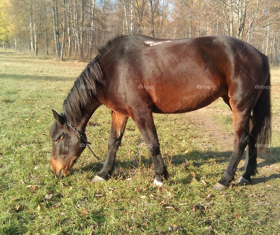 Horse, Mare, Mammal, Pasture, Stallion