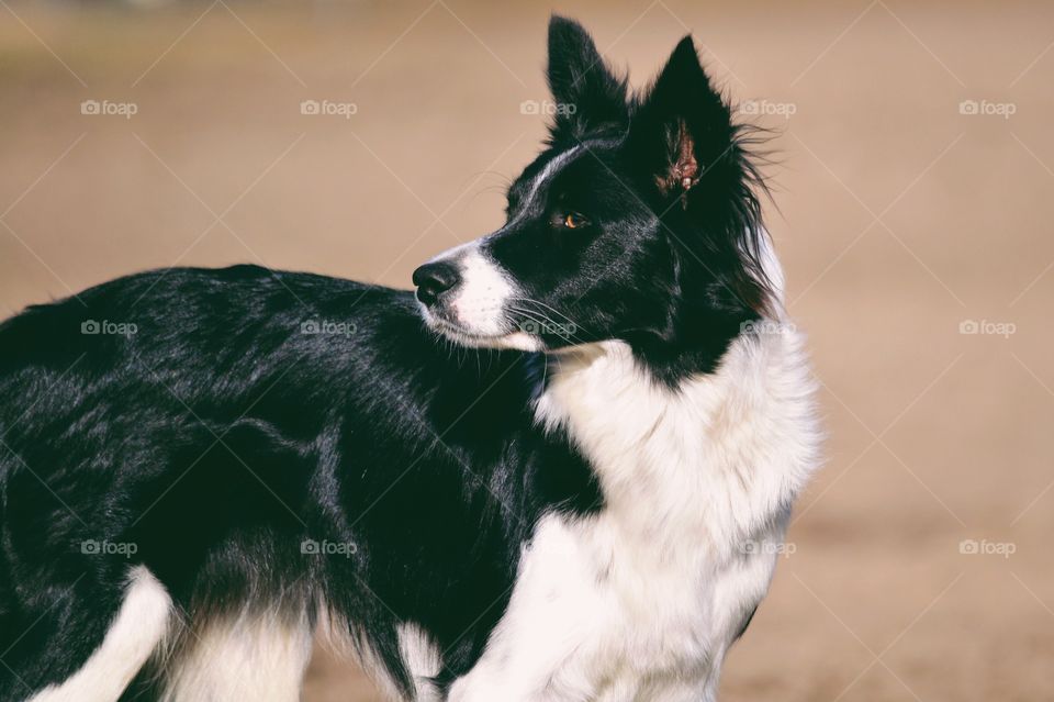 A beautiful border collie 