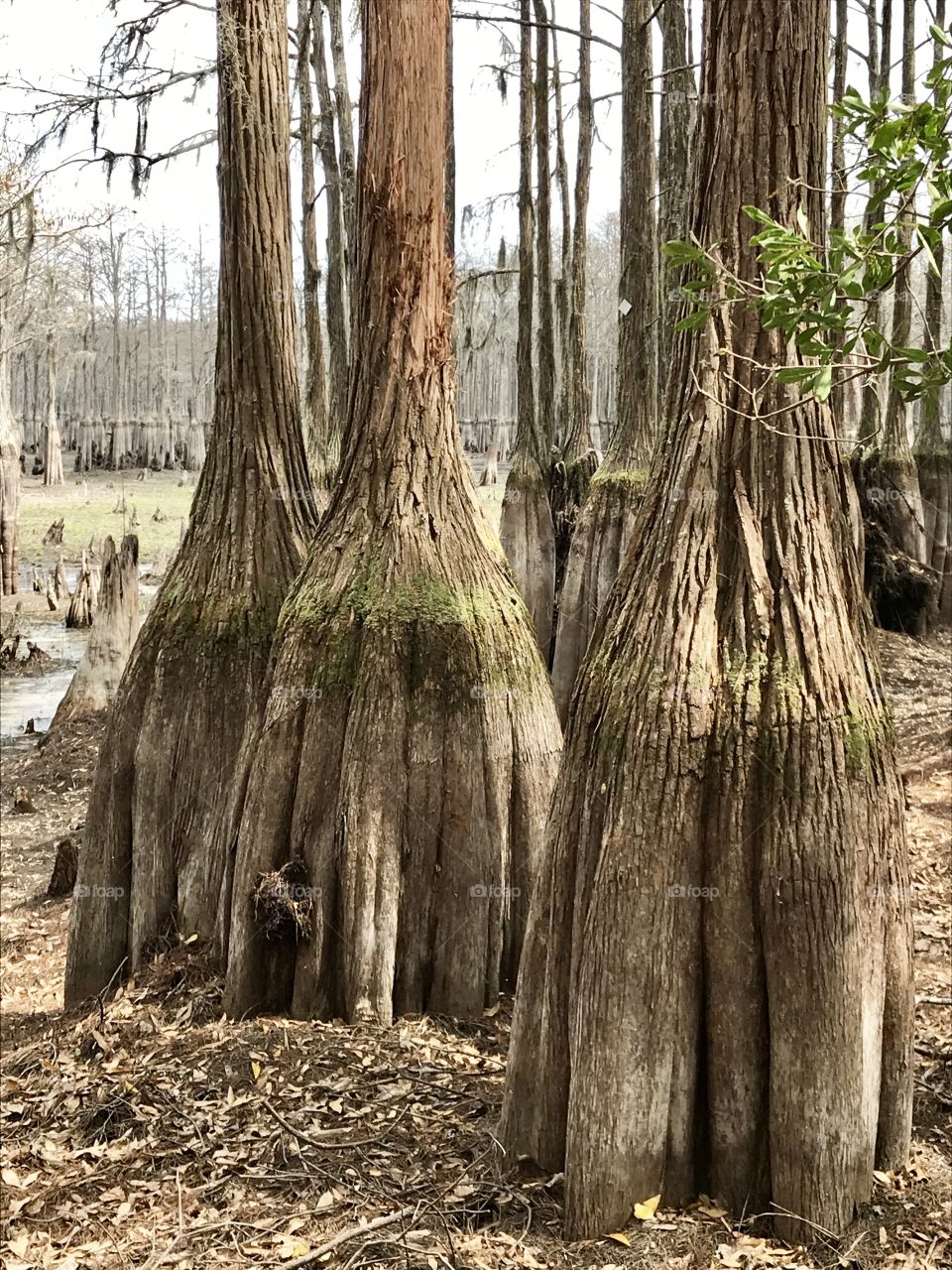 Cypress Trees in a drained lake with pollen rings where the lake level usually is