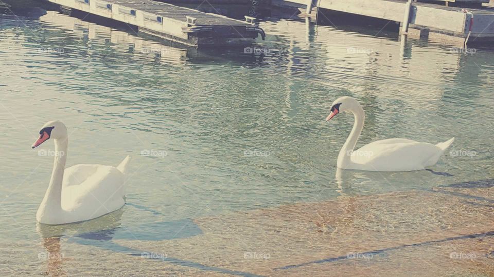 Swan
lake konstanz