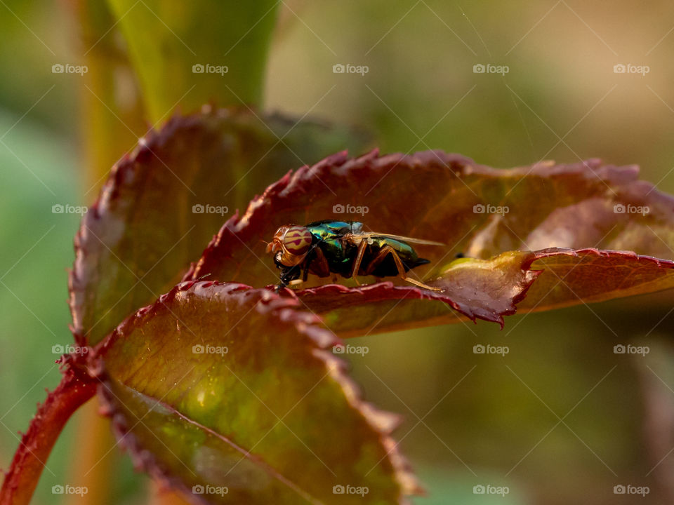 Beautiful Tiny Fly