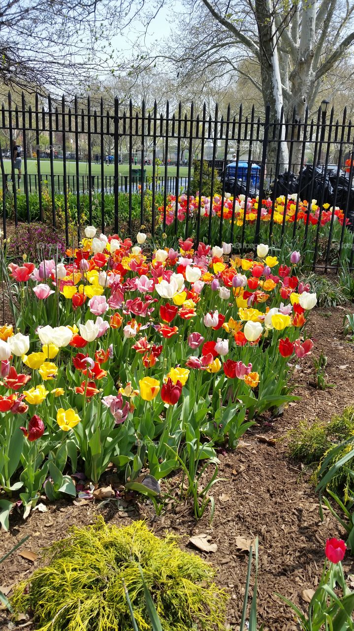 tulips in Jefferson Park