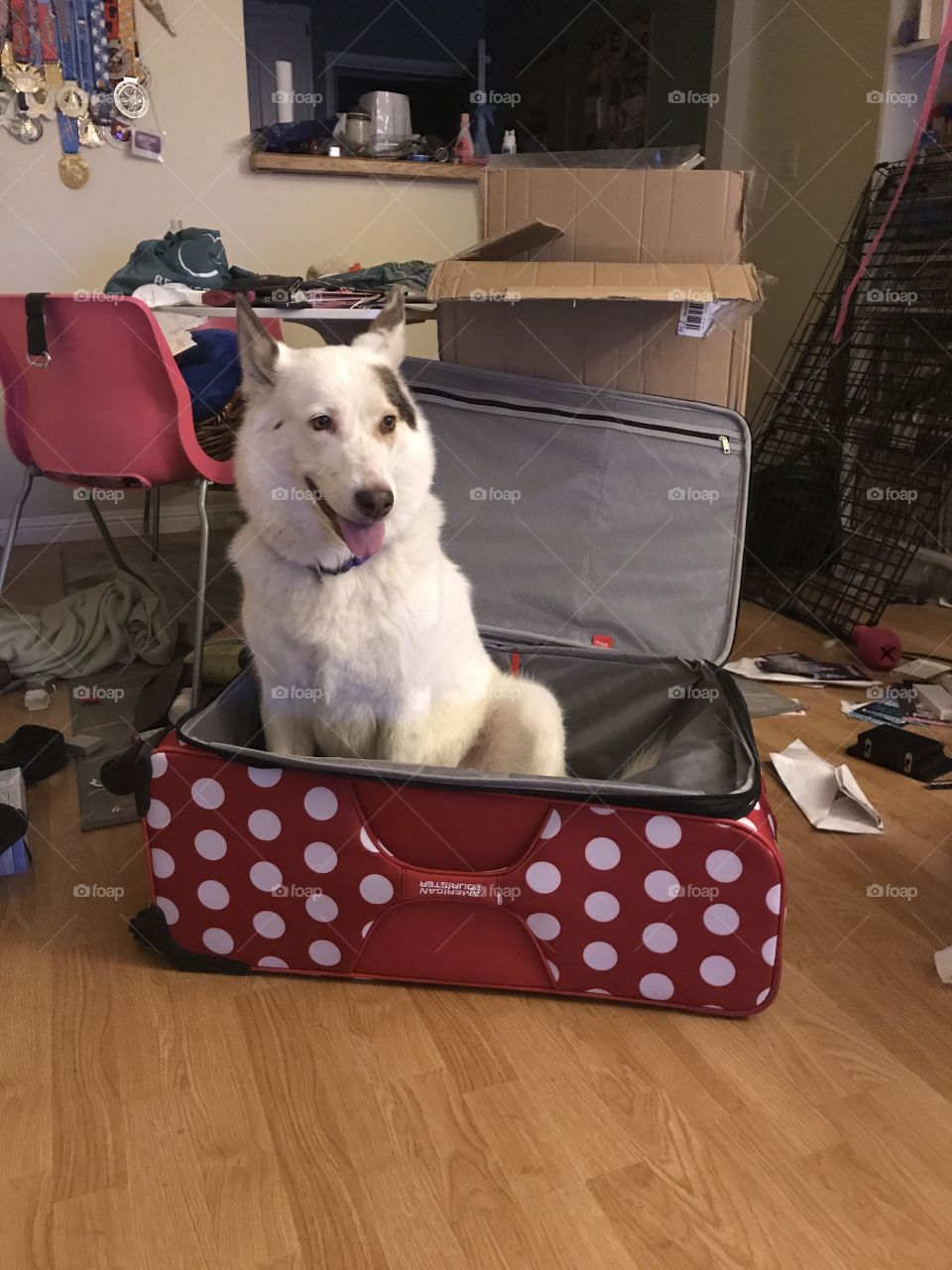 Big dog in a suitcase 