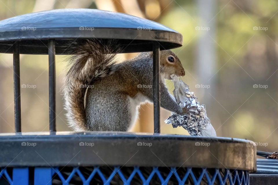 Got to keep the hatch locked down! An Eastern Gray squirrel indulges in the garbage at a park. 