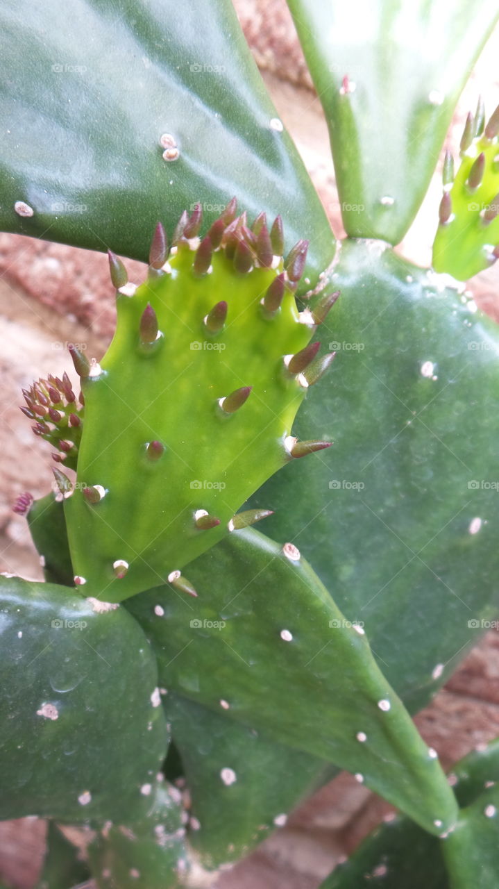 Cactus close up