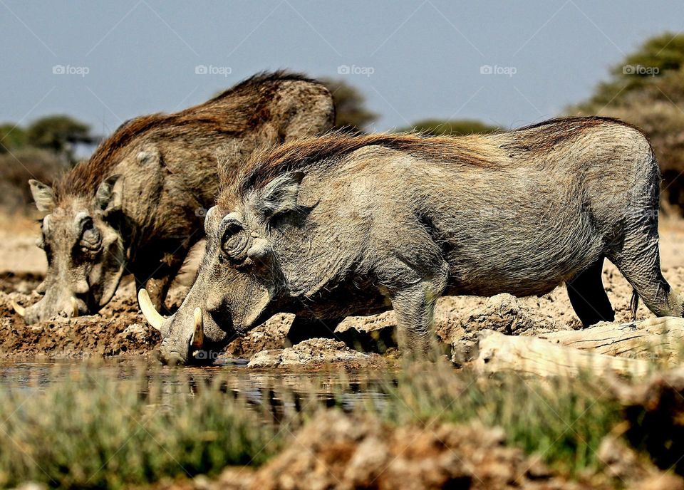 warthogs