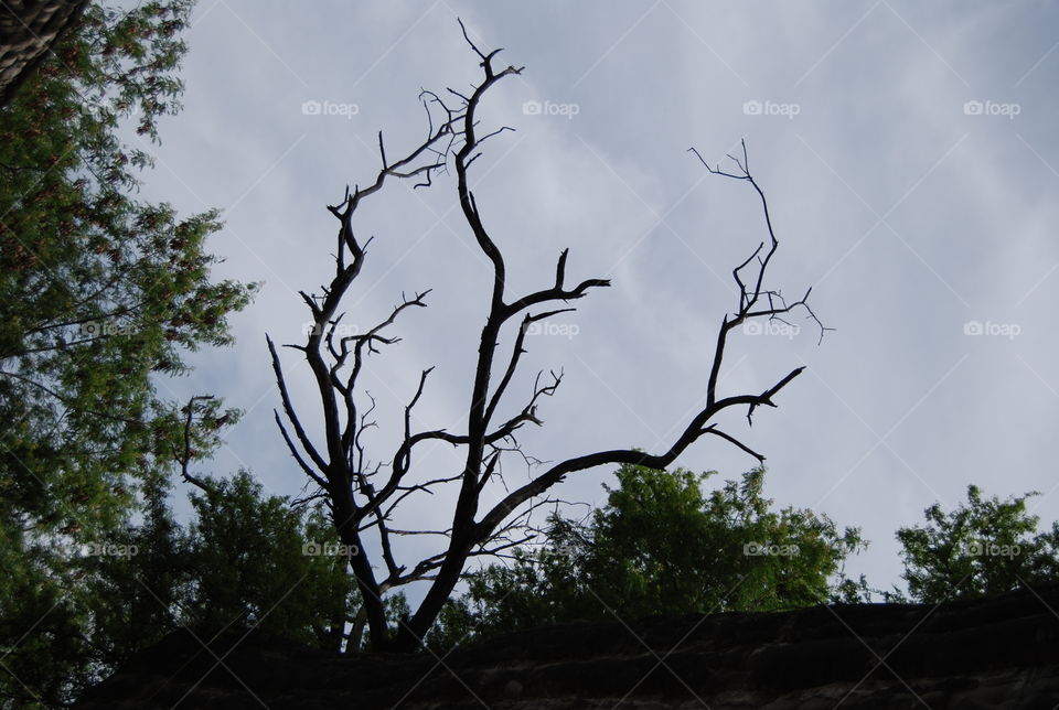 Tree, Landscape, Wood, No Person, Nature