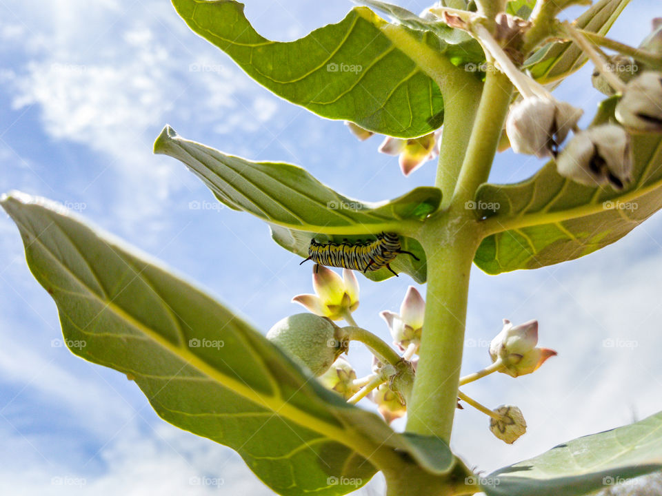 Worm on the bottem of a leaf