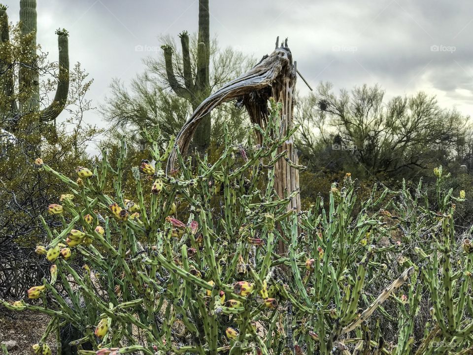 Nature - Desert Landscape 