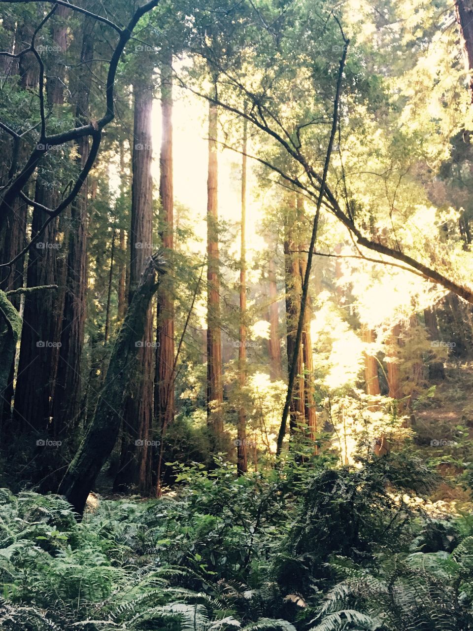 Sunlight through the redwoods - Muir Woods in Northern California 