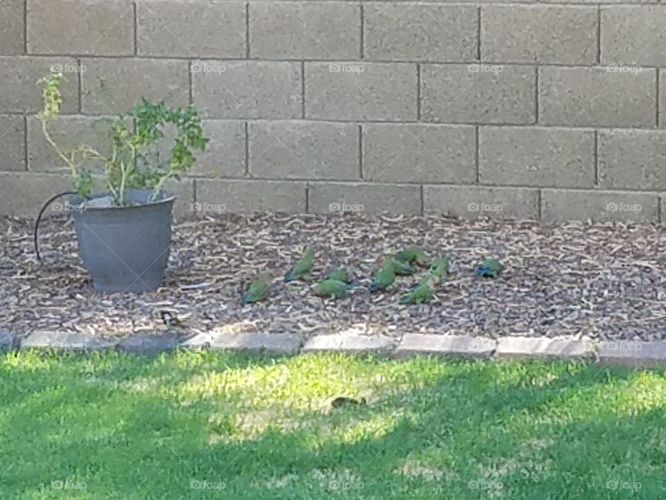 Wild lovebirds on a summers day