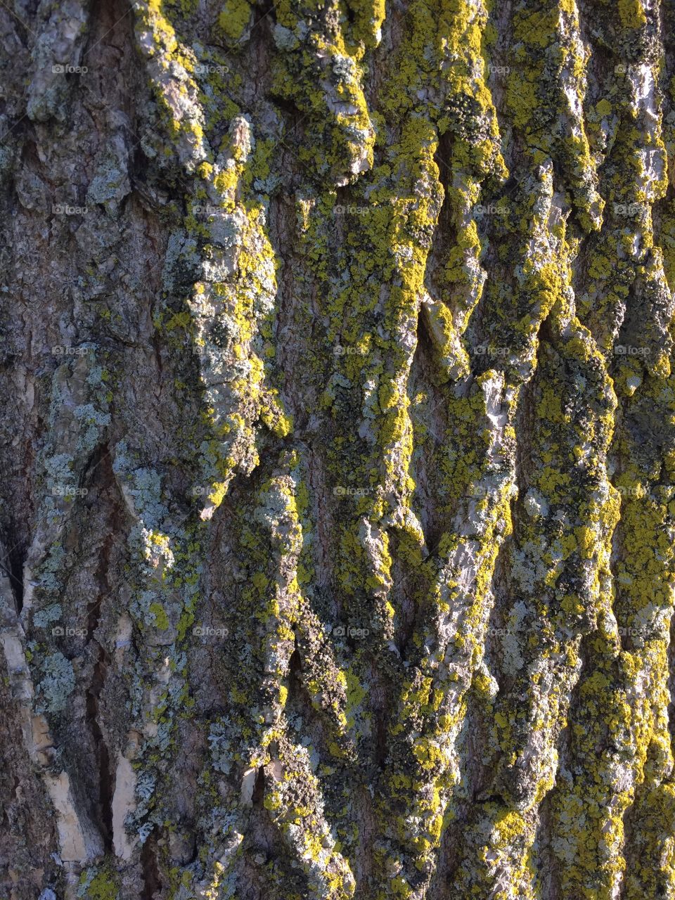Creative textures 
Tree bark