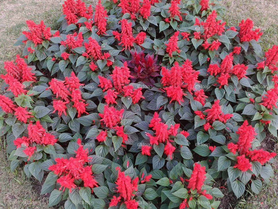 red flowers garden