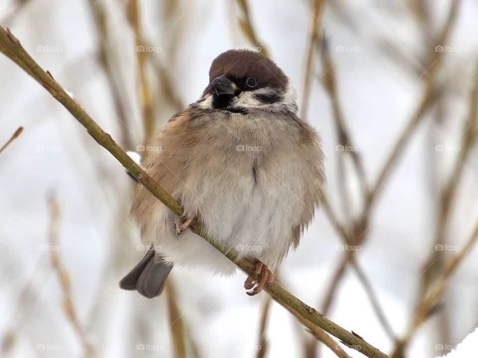 Sparrow