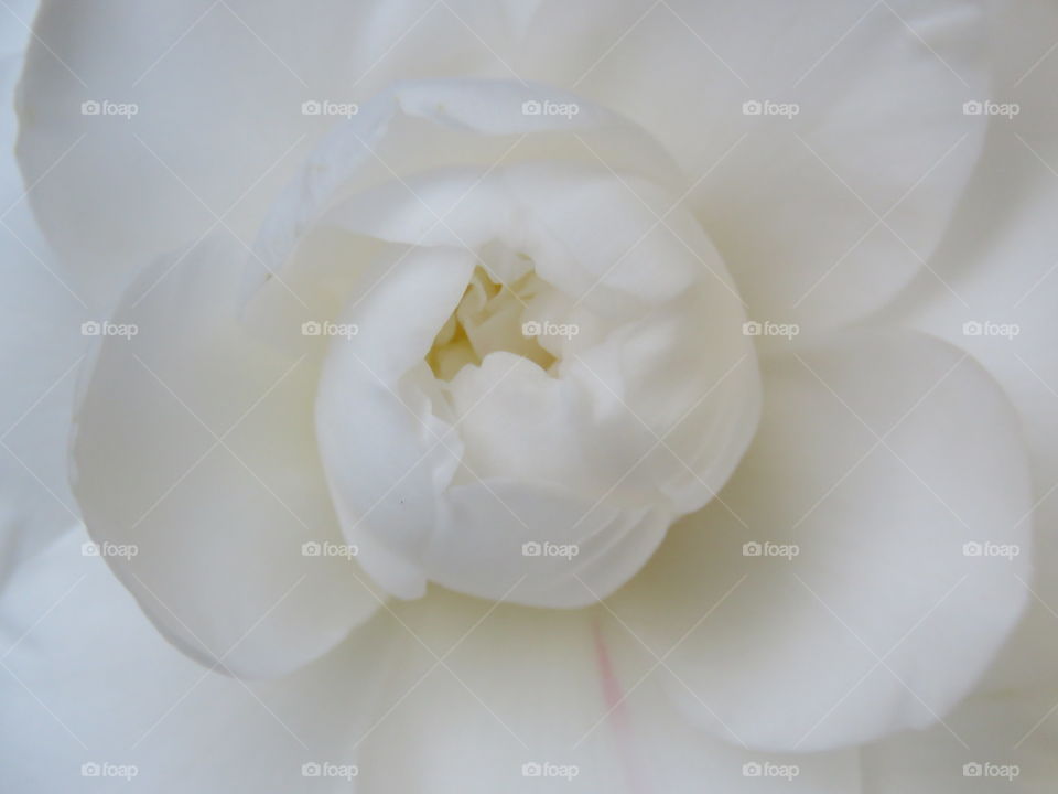 closeup of camellia