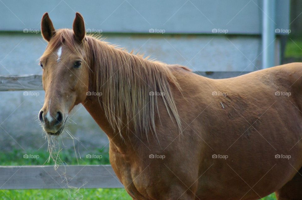 Healthy horse standing and eating dry grass