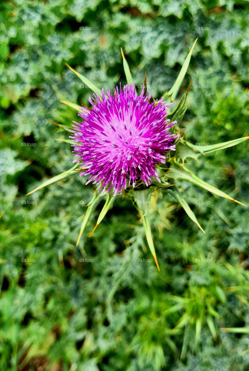 purple flower