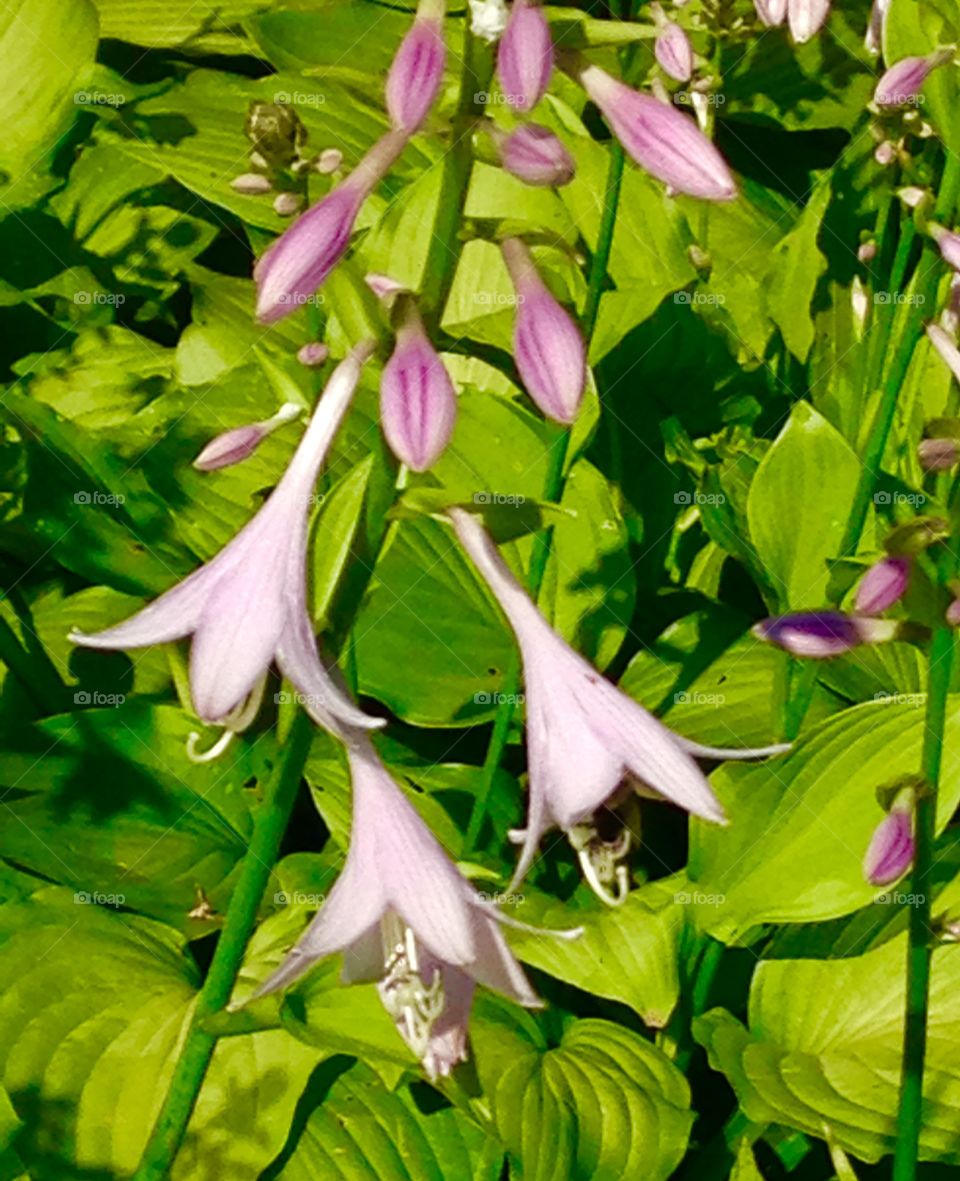 Bee in the bloom