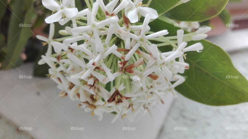 white  axora flower