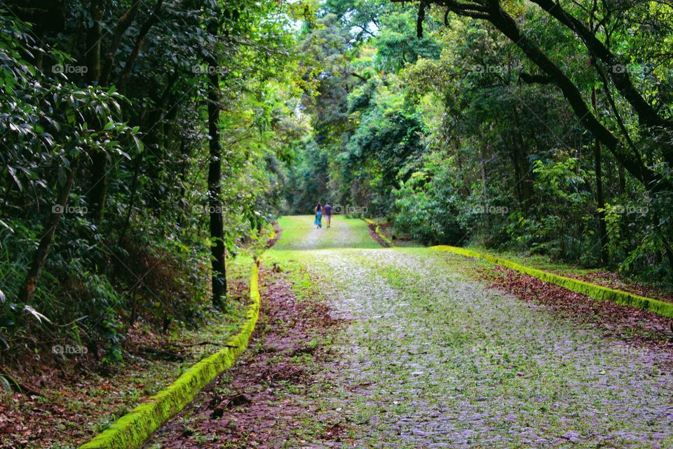 street dominated by green