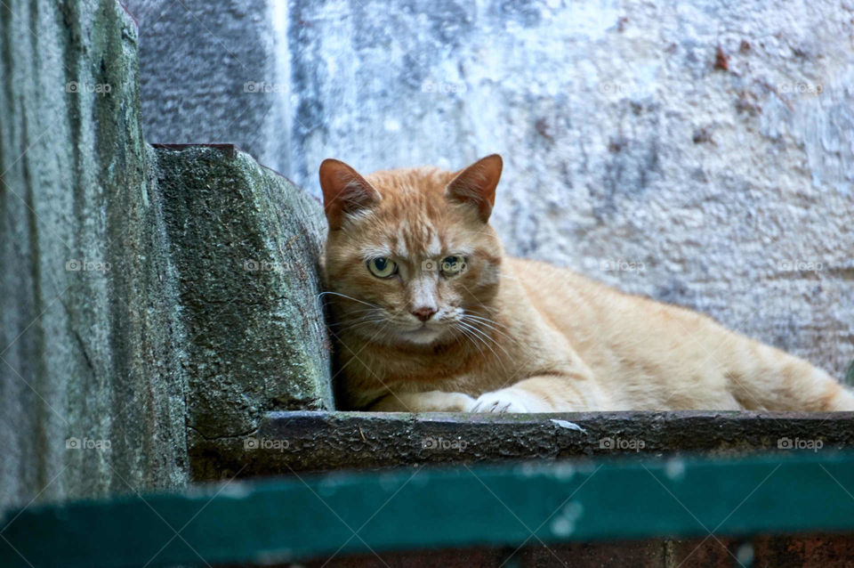 Cat sitting outdoors