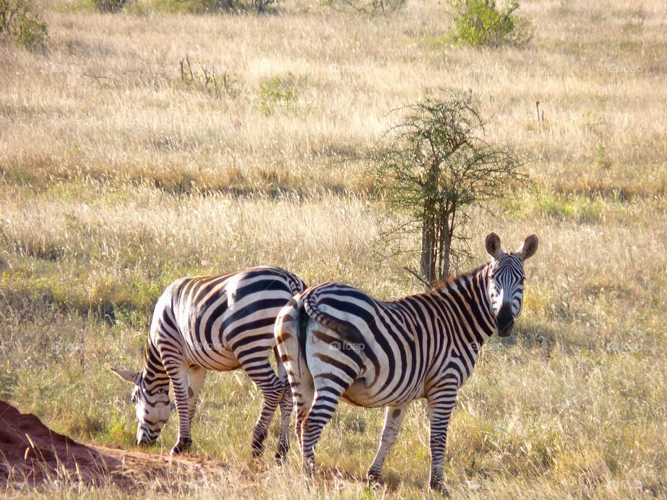 mammals animals zebra kenya by trvldeb07