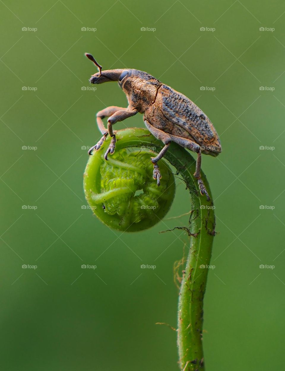 weevil