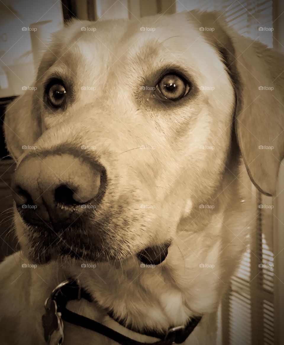 Labrador Retrievers dog closeup of eyes and nose. 