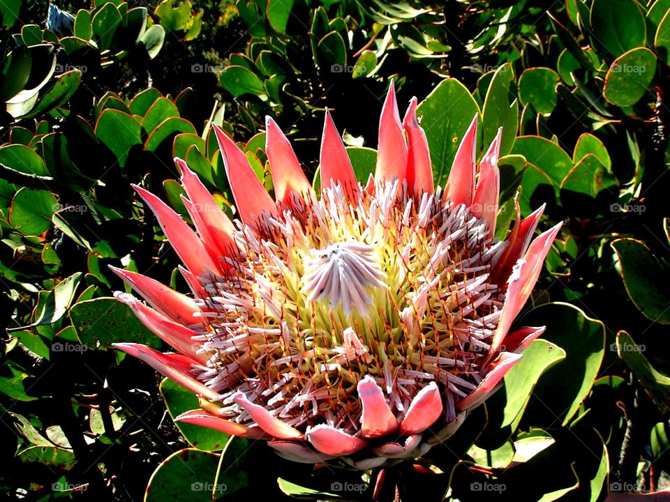 King protea