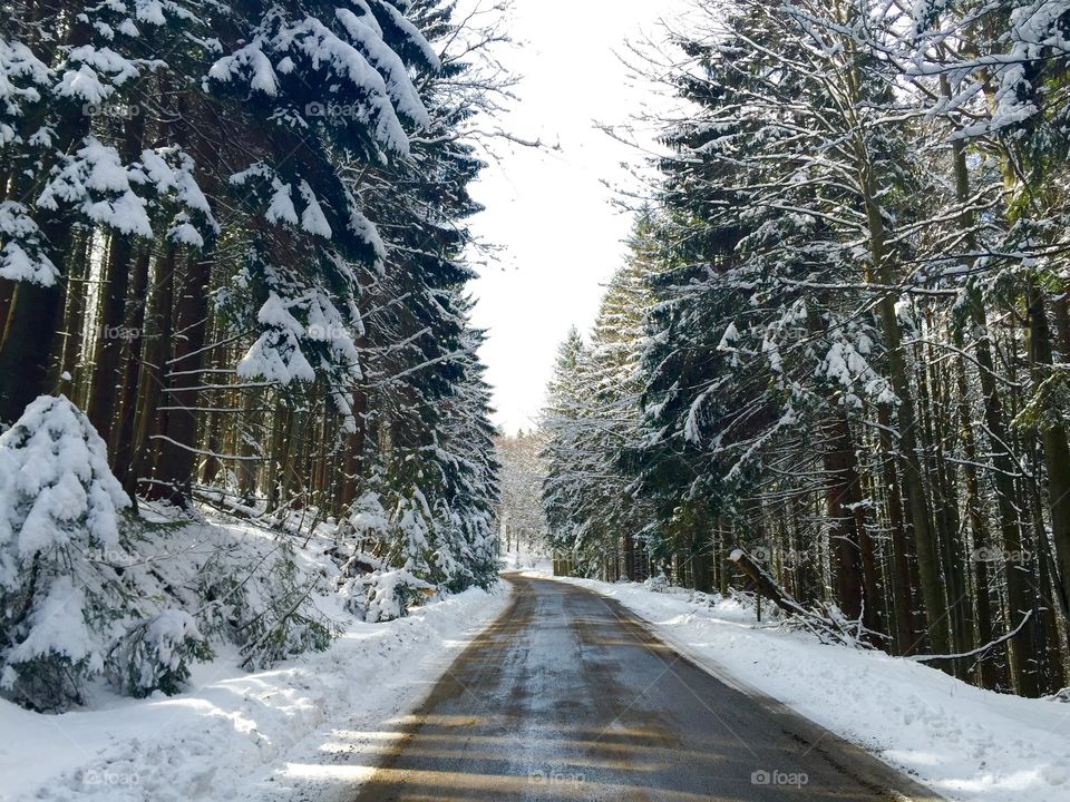 Snow, Winter, Cold, Wood, Frost