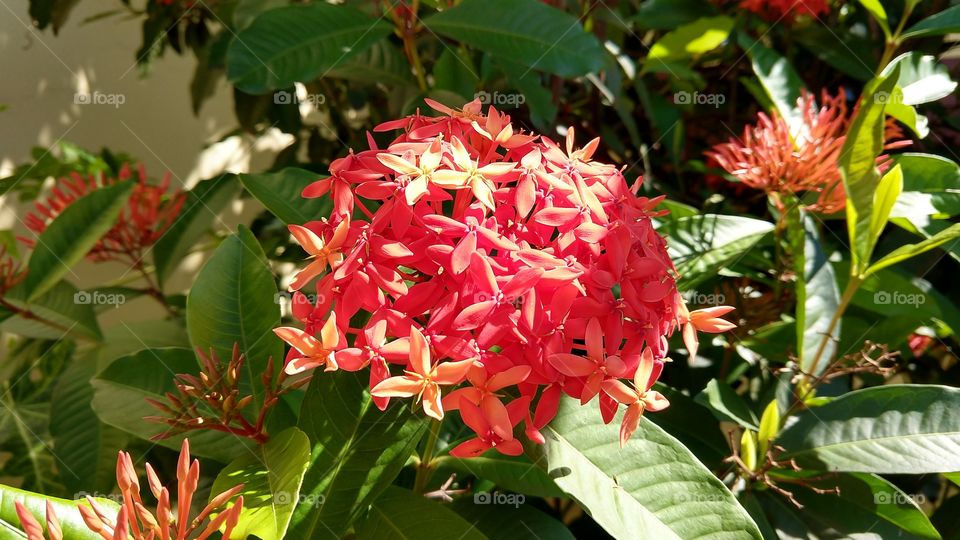 Flores com cores nitidas.