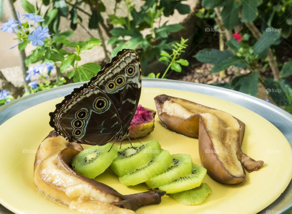 Butterfly on feeder. An exotic butterfly rests on a butterfly feeder eating fruit . Located at Judy Istock Butterfly Haven .