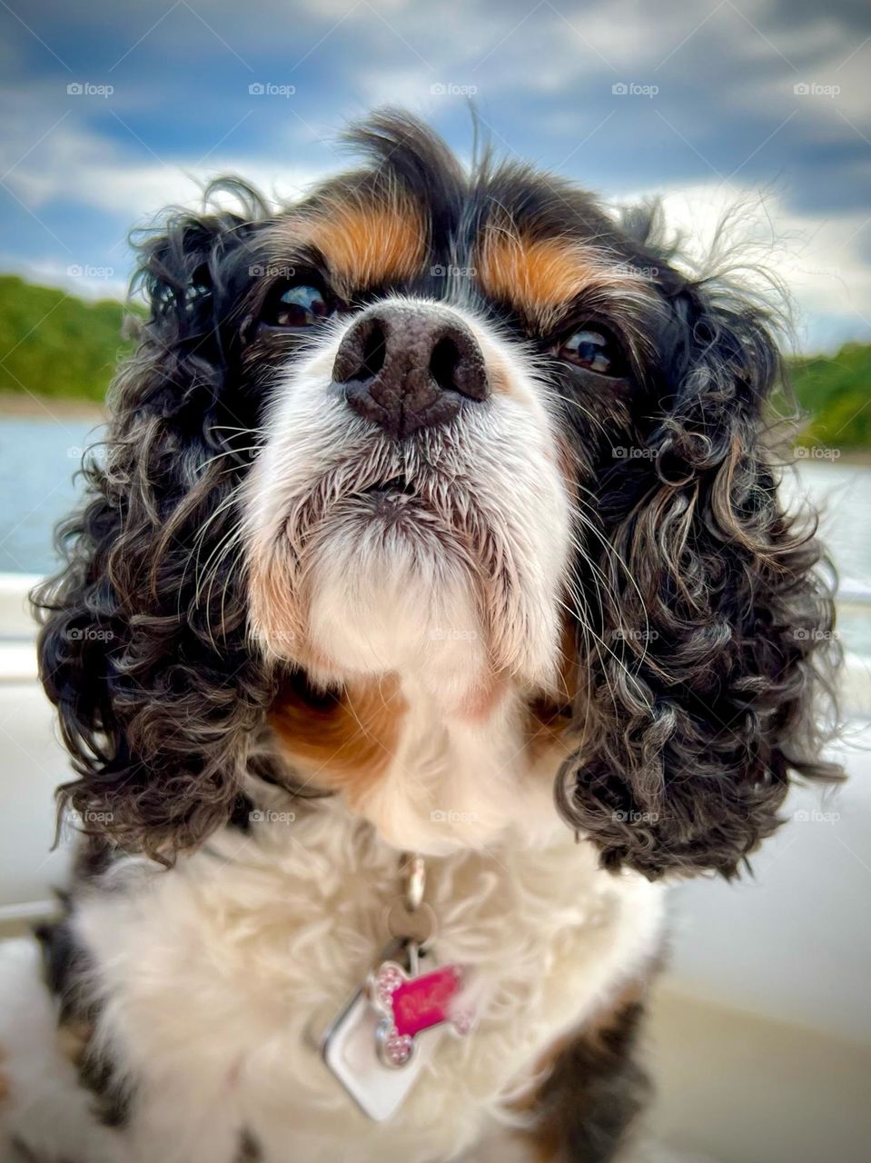 Closeup of a beautiful senior tricolor Cavalier King Charles Spaniel dog 