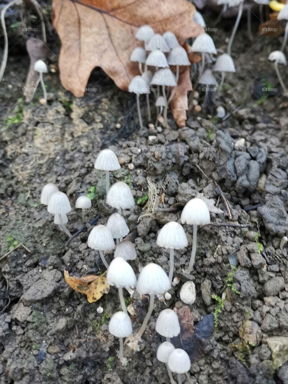 mini midi maxi ... many