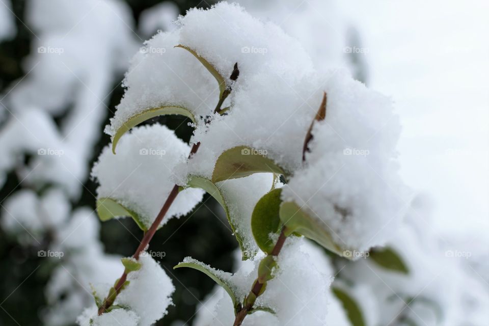 Snowy shrub