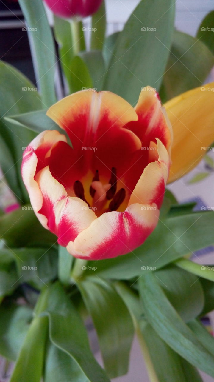 red multicolored tulip
