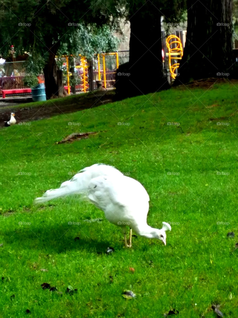 Peacock