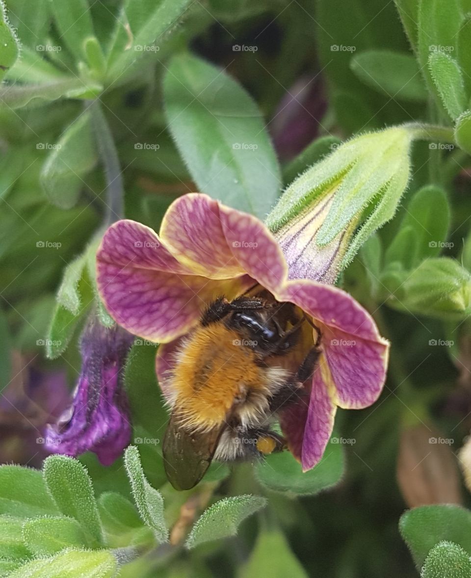 bee at work