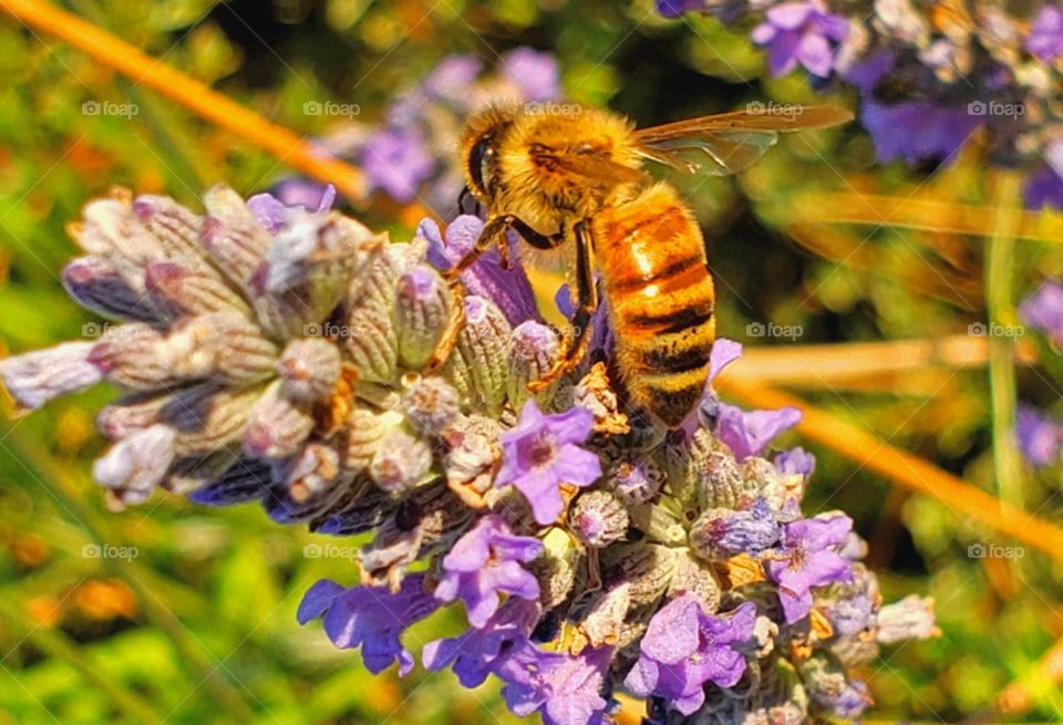 Busy bee on spring blooms