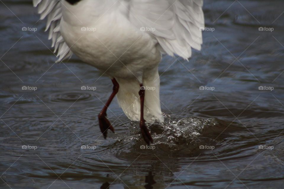 Seagull