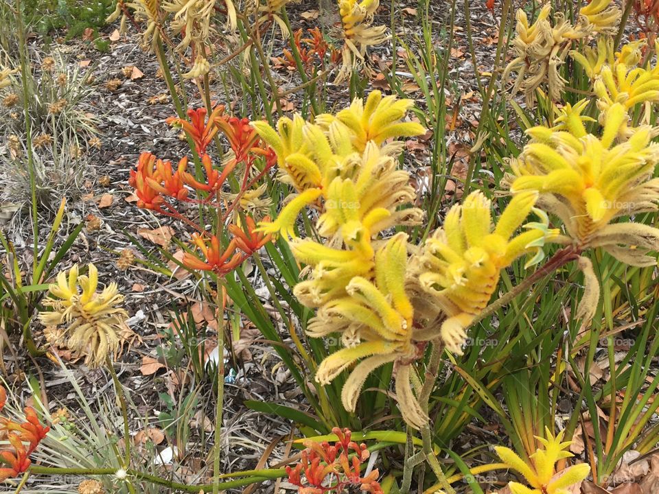 Yellow and Orange Kangaroo Paw