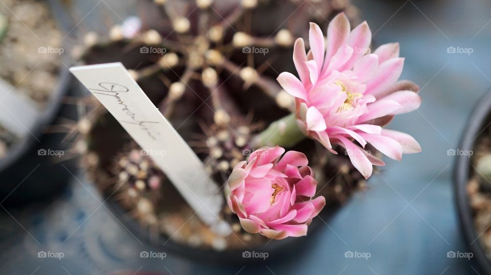 cactus flower