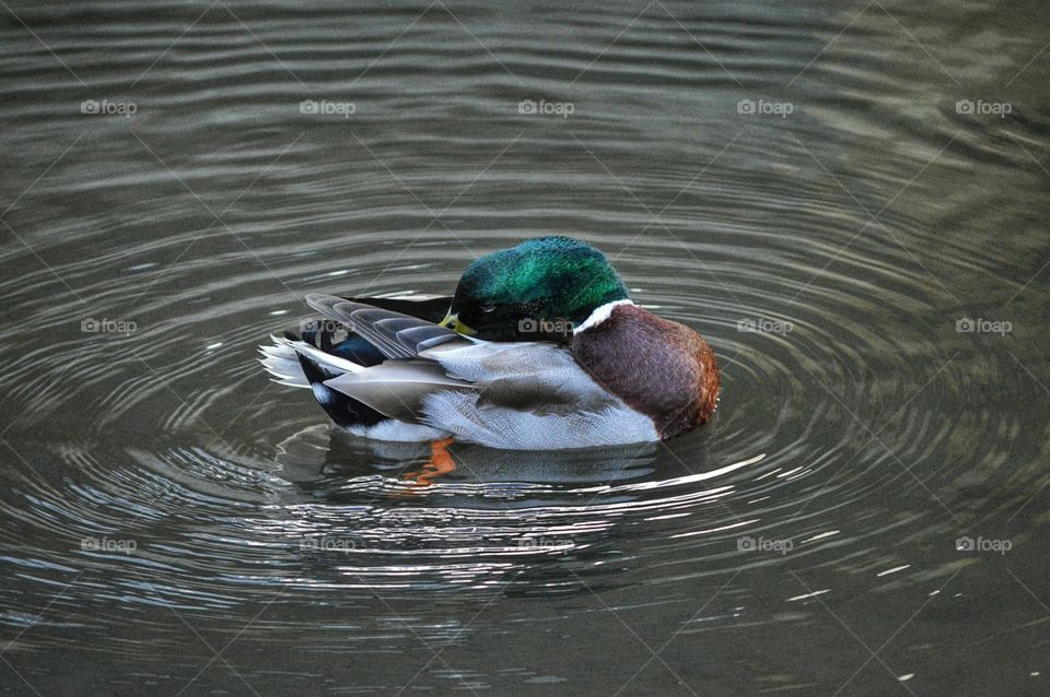 Mallard duck in water