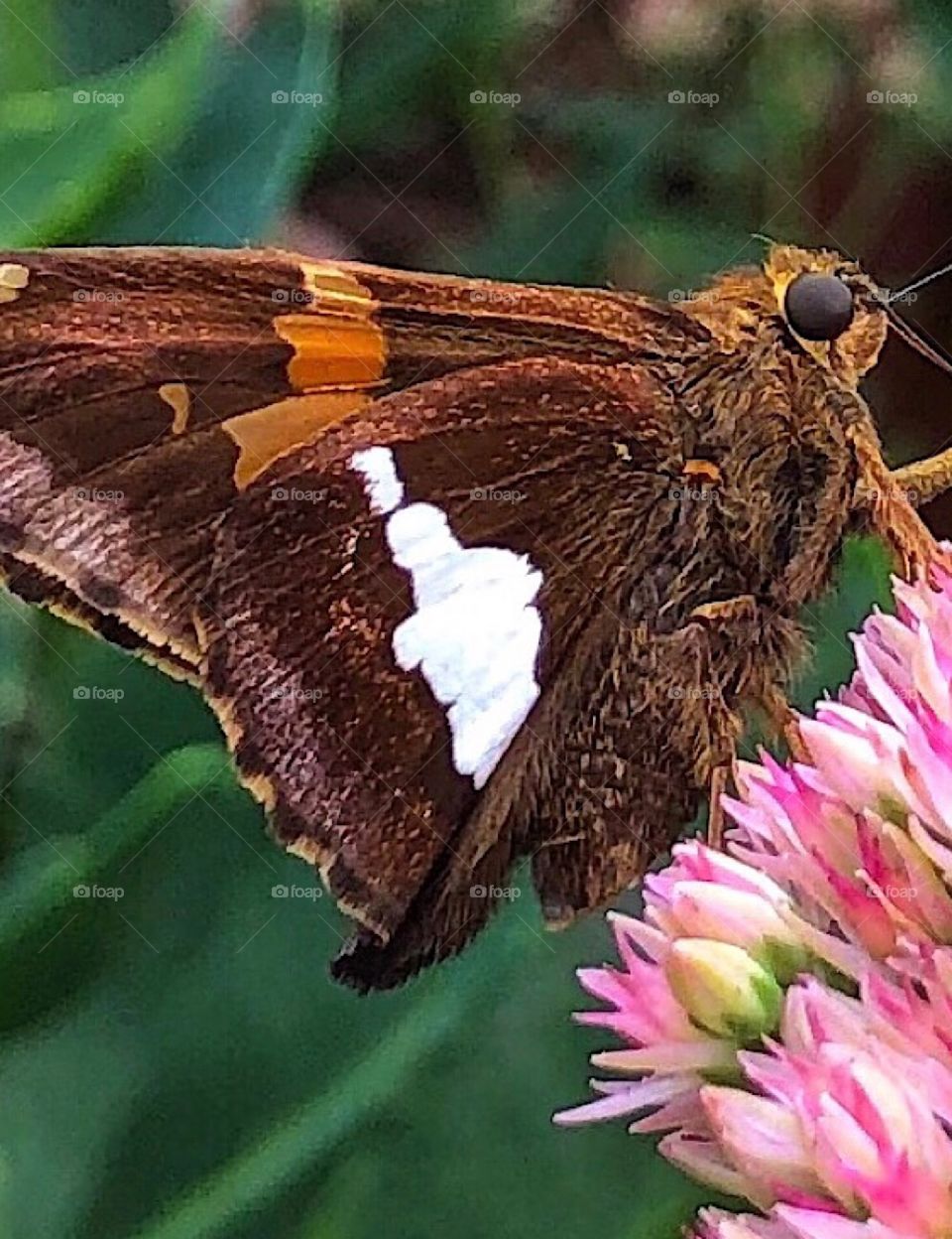 Butterfly resting on a sedum flower summer garden closeup 