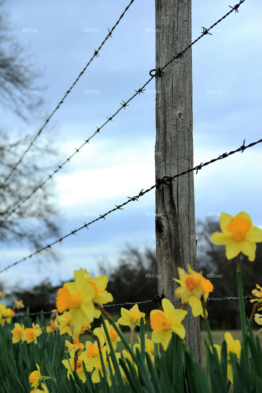 Daffodils along an old barbed wire fence on a cold, rainy day in spring. 
